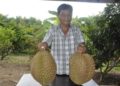 Un homme tente de soulever les deux durians géants, respectivement 12 et 13 kilos, dans un verger la province de Nakhon Ratchasima