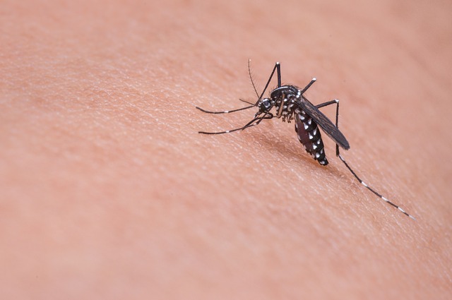 Le moustique tigre est le principal vecteur de transmission de maladies comme zika, la dengue ou le paludisme