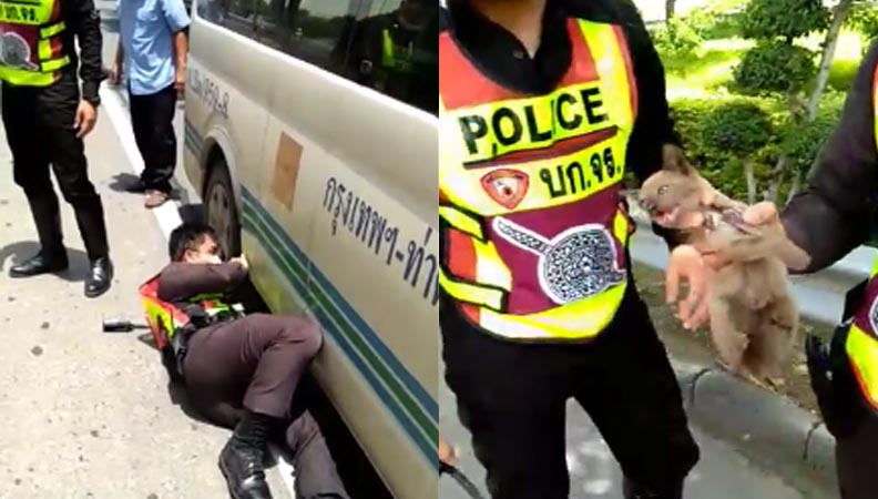 Un policier est venu en aide à un chaton qui s'était retrouvé coincé sous un van