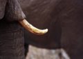 41kg d'ivoire ont été saisis par les autorités à l'aéroport Suvarnabhumi de Bangkok vendredi