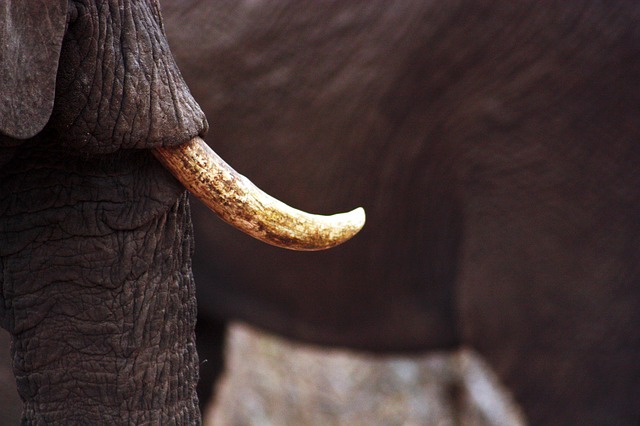 41kg d'ivoire ont été saisis par les autorités à l'aéroport Suvarnabhumi de Bangkok vendredi