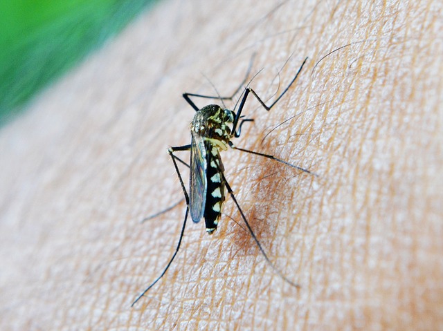 Comme dans la plupart des pays tropicaux, les moustiques sont très présents en Thaïlande. Quels sont les risques et comment les éviter ?