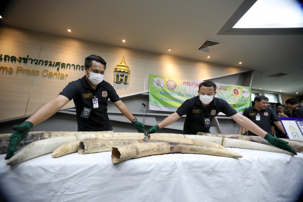 31 défenses d'éléphants ont été saisies par les autorités à l'aéroport Suvarnabhumi de Bangkok