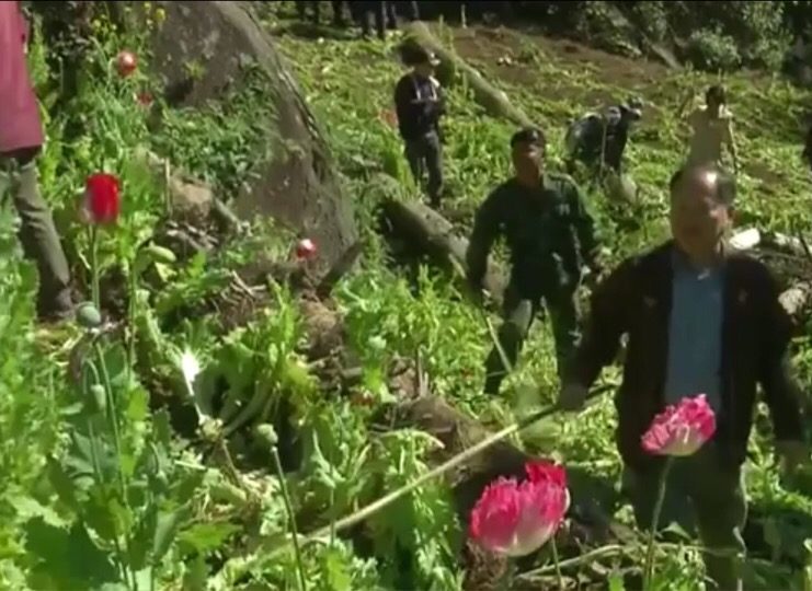 Les surfaces cultivées destinées à l'opium ont fortement diminué en Thaïlande