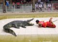 Phuket : un crocodile mord le dresseur pendant un spectacle