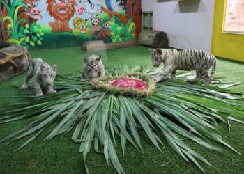 Le zoo de Chiang Mai dévoile ses tigreaux blancs