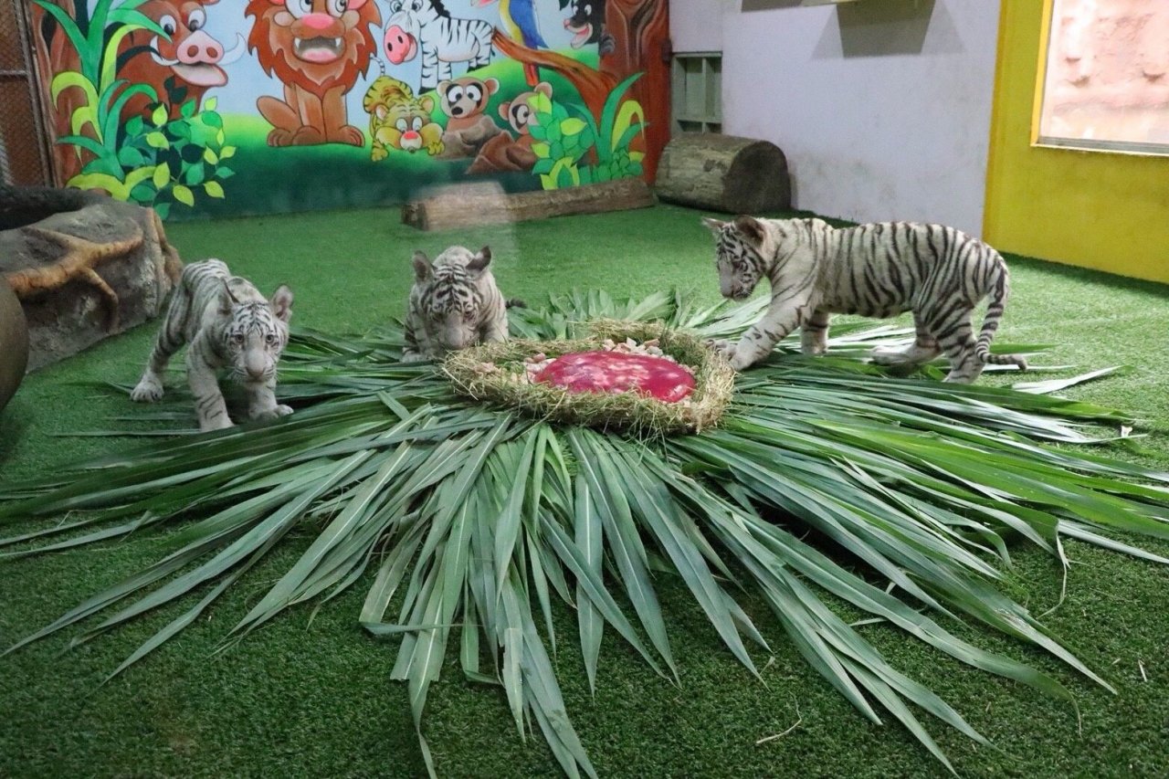 Le zoo de Chiang Mai a présenté ses trois nouveaux petits tigres blancs