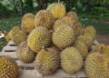 Les producteurs de durians se plaignent de pénurie face à la demande chinoise