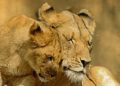 Un empoisonnement aurait causé la mort de 11 lions en Ouganda