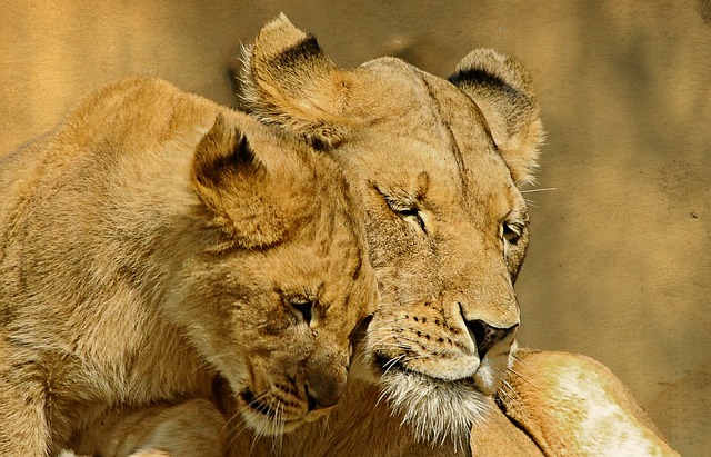 Les responsables de la faune sauvage de l'Ouganda ont déclaré enquêter sur les causes de la mort de 11 lions africains, qu'ils soupçonnent d'avoir été empoisonnés par des éleveurs de bétail.