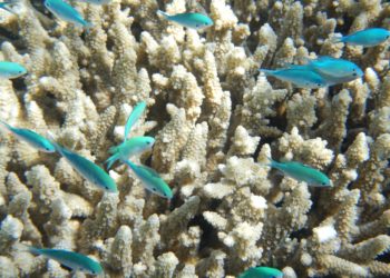 L'Australie engage 380 millions $ pour restaurer et protéger la Grande Barrière de Corail
