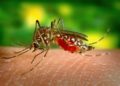 Le risque de dengue en Thaïlande plus important cette année
