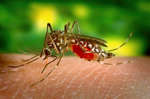 Les autorités de santé publique thaïlandaises ont mis en garde contre la mortalité important liée au virus de la dengue cette année