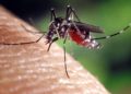 Déjà plus de 10 000 cas de dengue en Thaïlande cette année