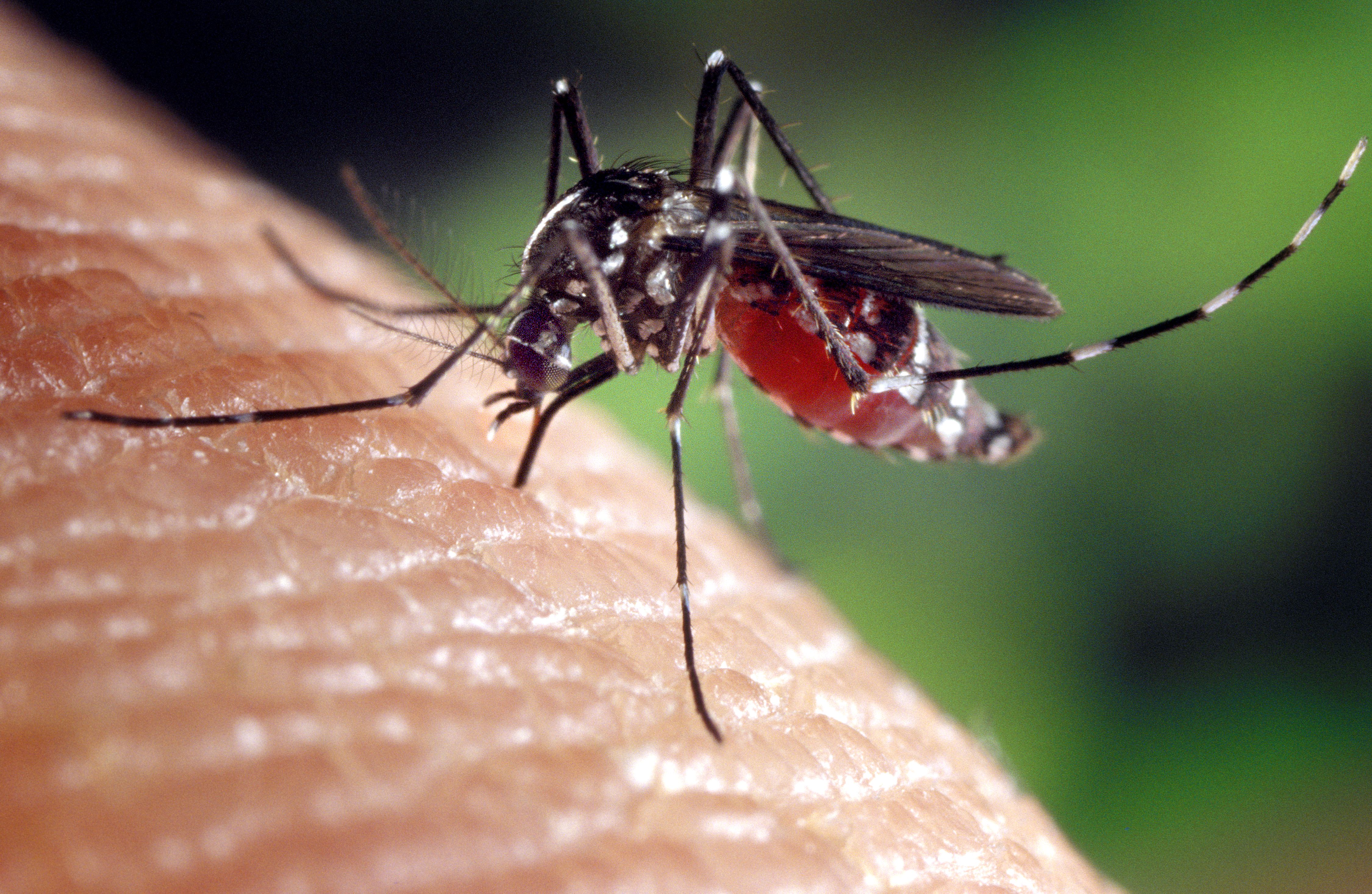 Plus de 10 000 cas de dengue ont été recensés en Thaïlande depuis le début de l'année 2018