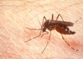 41000 cas de dengue en Thaïlande depuis le début de l'année