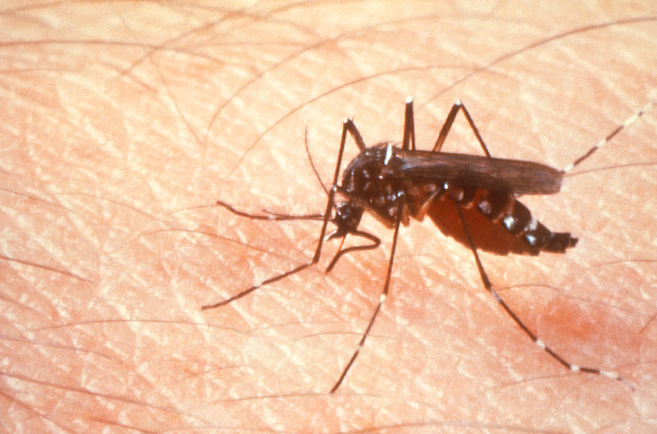 Le "moustique tigre" (Aedes aegypti) est responsable de la transmission de maladies entre les êtres humains, dont la dengue