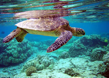 Plus de 20 tortues marines mortes au large de Phuket et Phang Nga en 2 mois
