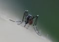 Dengue en Thaïlande : 50 000 cas et 65 décès dénombrés au 27 août