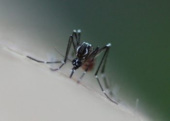 Dengue en Thaïlande : 50 000 cas et 65 décès dénombrés au 27 août