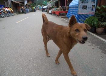 Une femme de Tak meurt de la rage, 16e victime cette année en Thaïlande