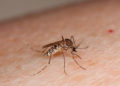 Bangkok : les autorités mettent en garde contre la dengue