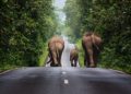 La Thaïlande retirée de la liste de surveillance du commerce de l'ivoire