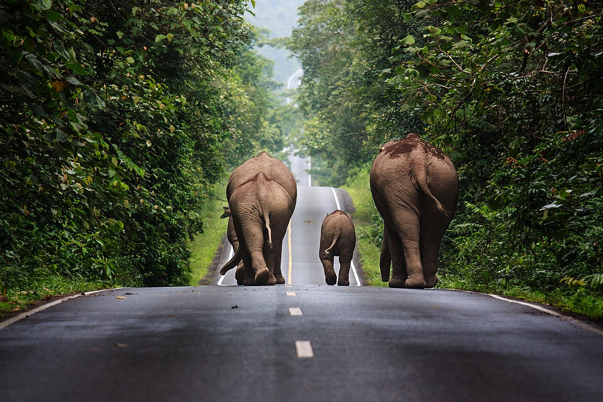 La CITES a annoncé que la Thaïlande avait été retirée de la liste de surveillance du commerce de l'ivoire