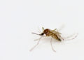 Thaïlande : les autorités mettent en garde contre le Chikungunya