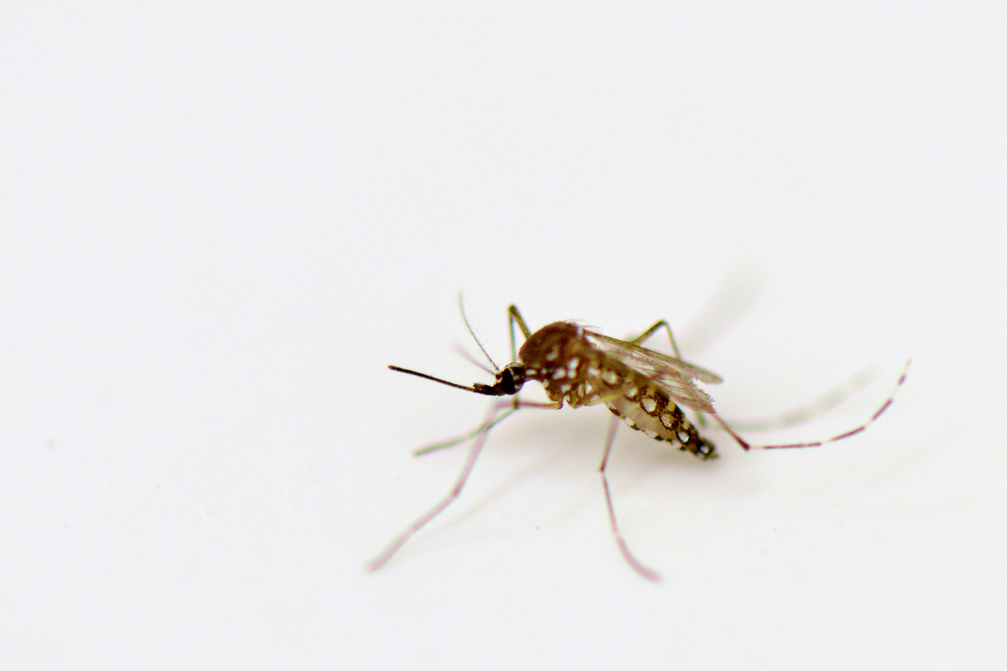 Les autorités thaïlandaises ont averti la population face au risque de Chikungunya, notamment dans le sud du pays