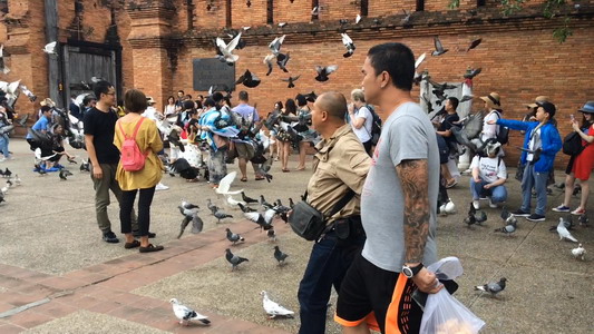 Les autorités de la ville de Chiang Mai ont demandé aux touristes de ne plus nourrir les pigeons, sous peine de se voir infliger une amende