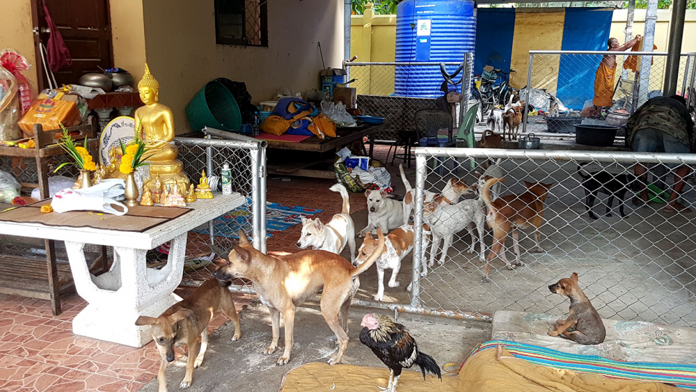 Des responsables vétérinaires estiment que la population de chiens et chats errants atteindra 2 millions d'ici dix ans en Thaïlande
