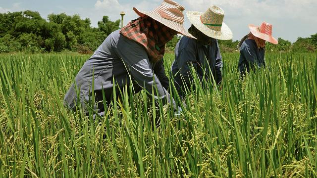 Le prix du riz thaï augmente, les exportations continuent de croître