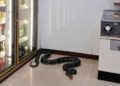 Un serpent s'invite dans un 7-Eleven de Chonburi