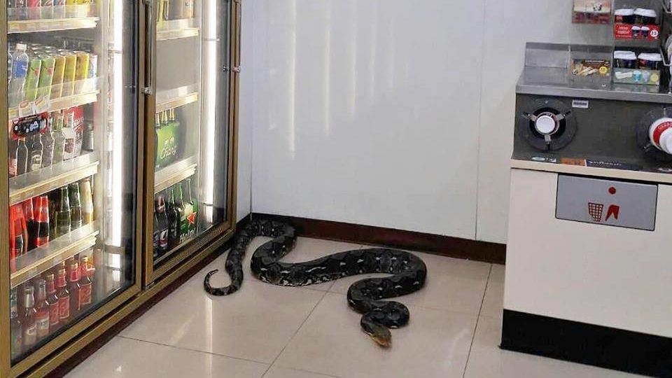 Un serpent de quatre mètres de longueur a réussi a s'introduire dans un 7-Eleven de Chonburi