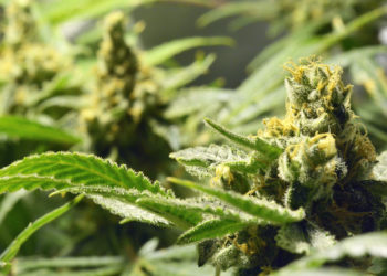 Cannabis médical : le gouvernement thaïlandais donne son feu vert