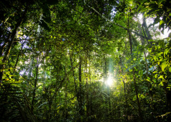 Brésil : la déforestation de l'Amazonie au plus haut depuis 10 ans