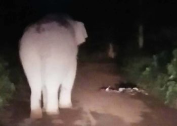 Thaïlande : un conducteur meurt lors d'un accident avec un éléphant sauvage dans un parc national
