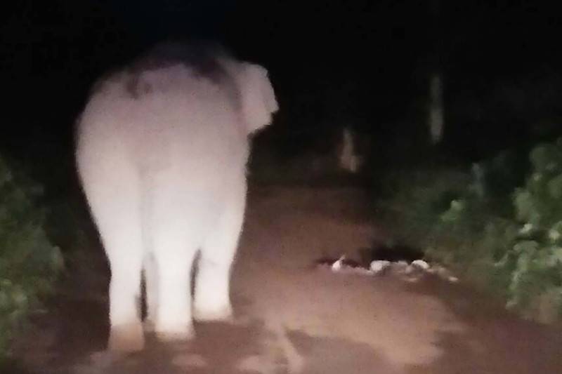 Le conducteur d'un pick-up est décédé lors d'une collision avec un éléphant sauvage, dans le parc national de Khao Yai