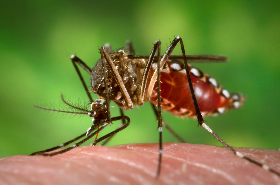 Chikungunya : plusieurs cas signalés dans l'extrême sud de la Thaïlande