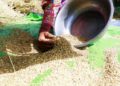 Le riz cambodgien va perdre son statut de produit exempté de droits de douane dans l'UE