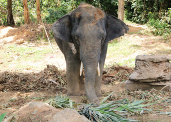Thaïlande : 2 touristes italiens blessés par un éléphant