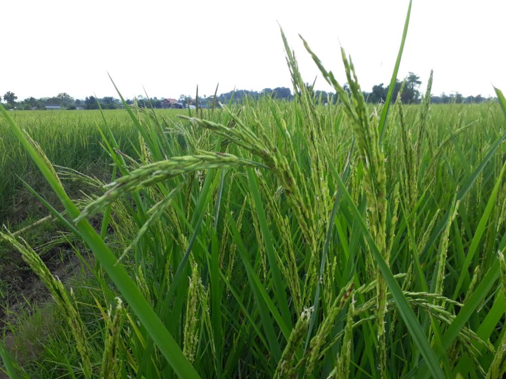 Les exportations de riz thaï devraient baisser cette année