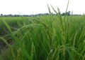 Les exportations de riz thaï devraient baisser cette année