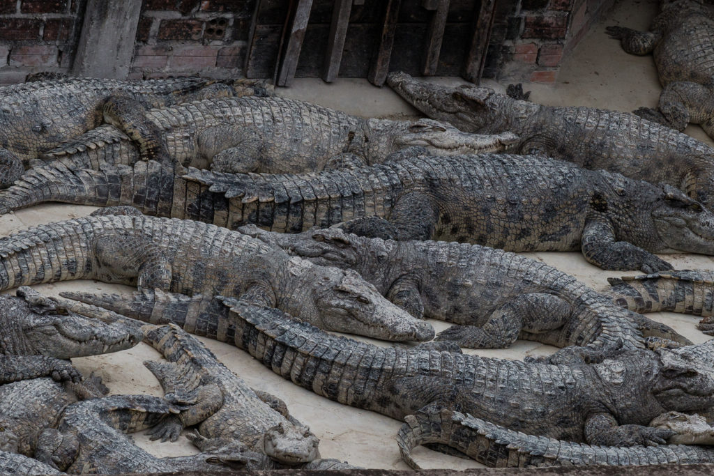 Cambodge : les fermes d'élevage de crocodiles peinent à subsister