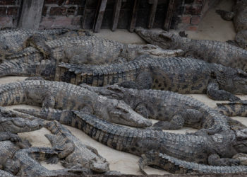 Cambodge : les fermes d'élevage de crocodiles peinent à subsister