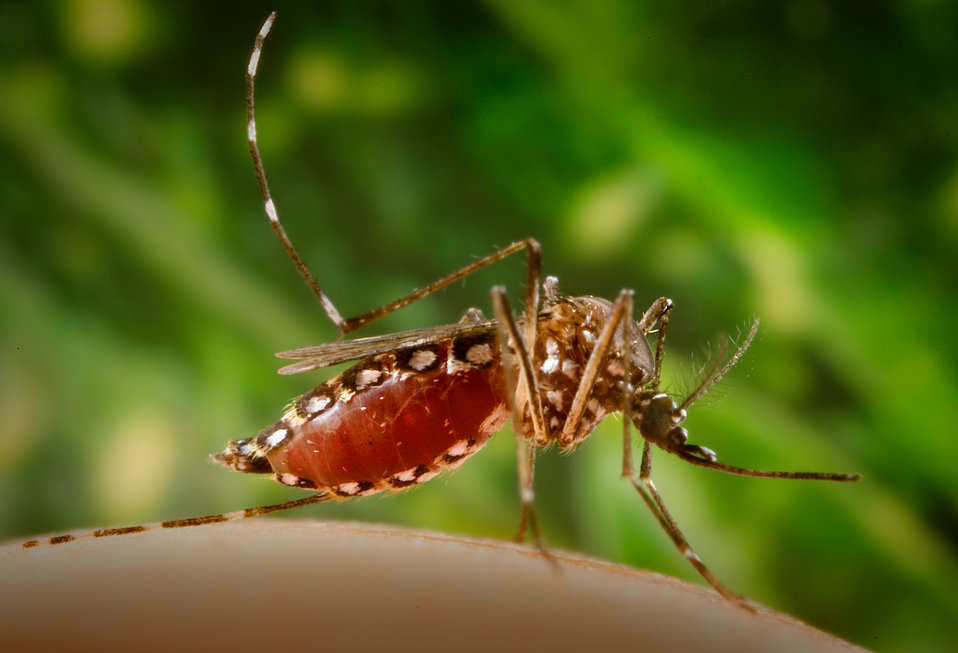 La dengue progresse dans le nord-est de la Thaïlande, 9 000 cas et 7 décès cette année