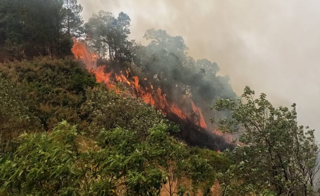 Près de 430 000 hectares de forêt détruits par les flammes dans le nord de la Thaïlande