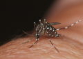 Chikungunya en Thaïlande : plus de 3 000 cas depuis le début de l'année