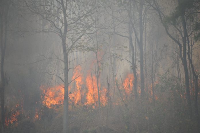 La nature, victime oubliée des incendies de forêt dans le nord de la Thaïlande